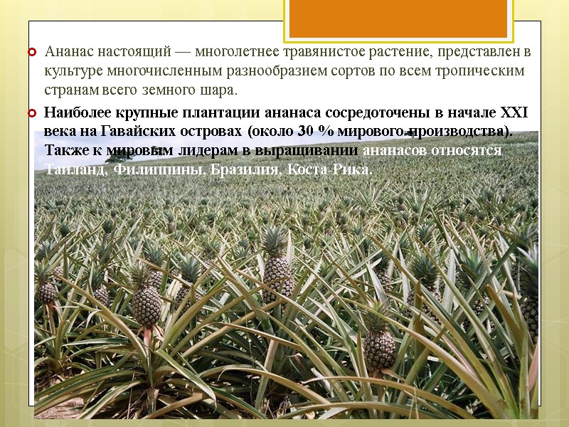 Ананас настоящий — многолетнее травянистое растение, представлен в культуре многочисленным разнообразием сортов по всем